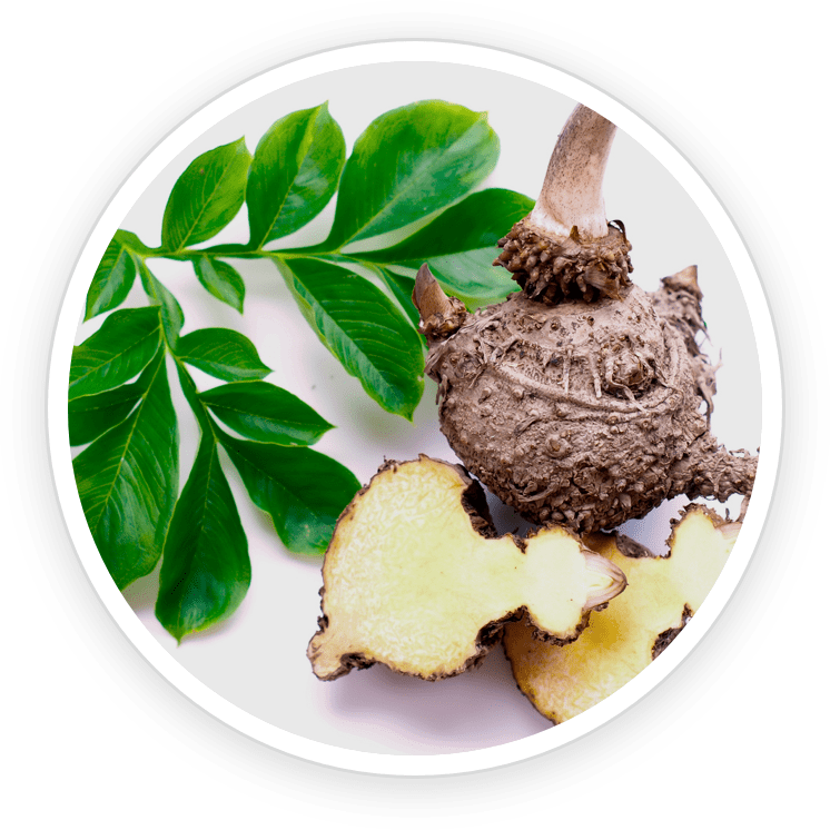 Konjac glucomannan